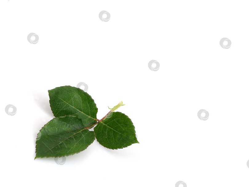 Скачать Свежая веточка розы выделена на белом фоне, вырез готов (с негативным пространством для текста или коллажа) фотосток Ozero