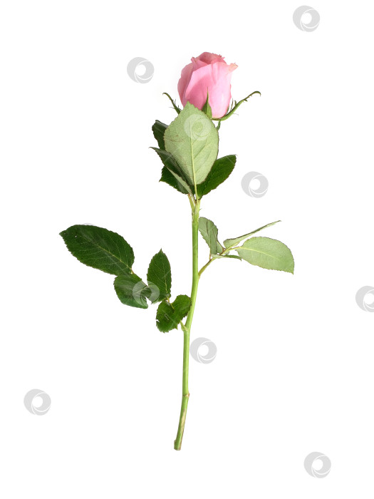 Скачать Нежно-розовый цветок розы, выделенный на белом фоне, вырез готов фотосток Ozero