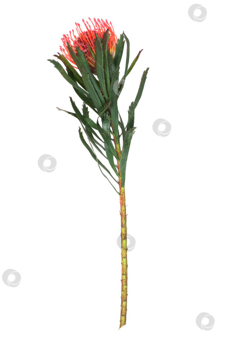 Скачать Цветок лейкоспермума (подушечки для булавок), выделенный на белом фоне, готов к вырезанию фотосток Ozero