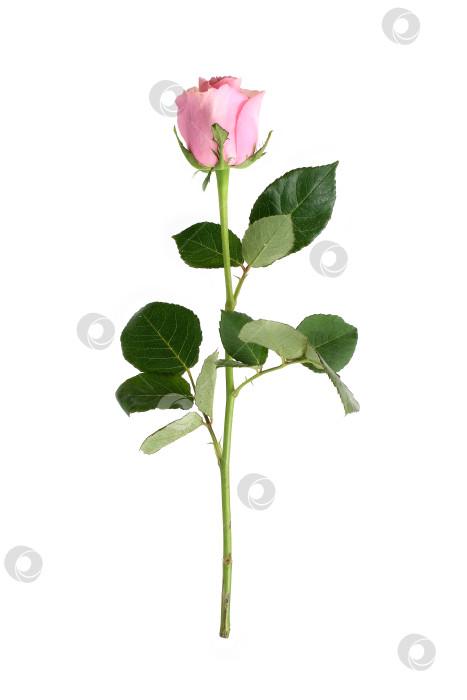 Скачать Нежно-розовый цветок розы, выделенный на белом фоне, вырез готов фотосток Ozero