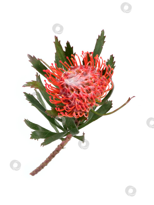 Скачать Цветок лейкоспермума (подушечки для булавок), выделенный на белом фоне, готов к вырезанию фотосток Ozero