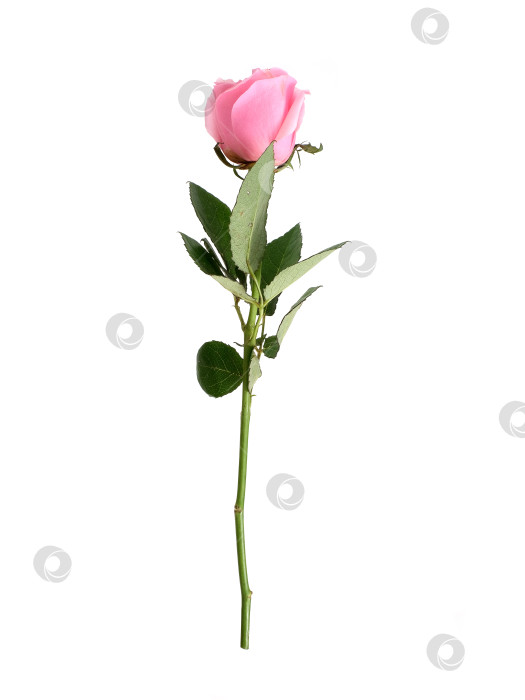 Скачать Нежно-розовый цветок розы, выделенный на белом фоне, вырез готов фотосток Ozero