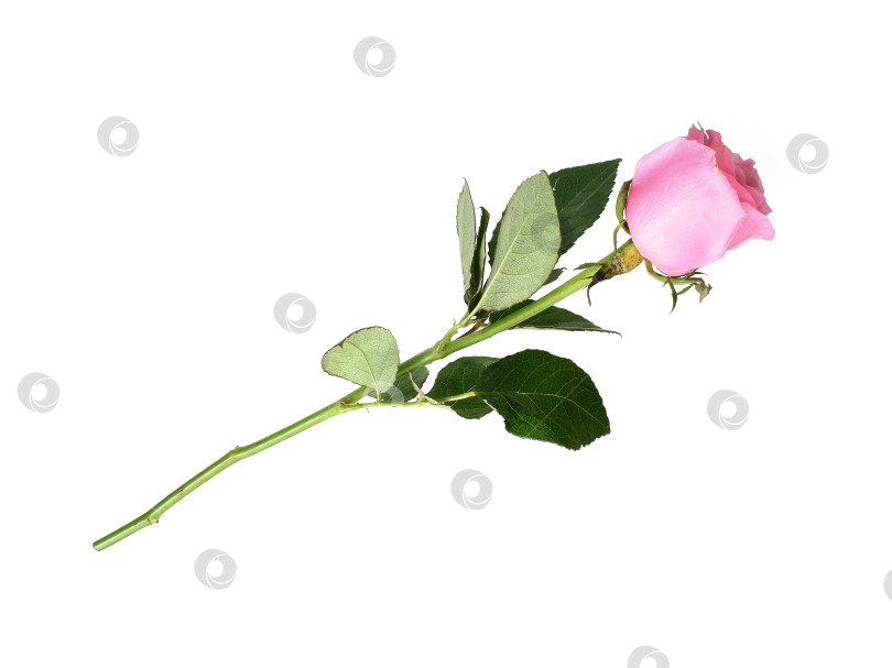 Скачать Нежно-розовый цветок розы, выделенный на белом фоне, вырез готов фотосток Ozero