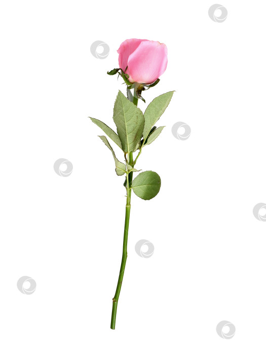 Скачать Нежно-розовый цветок розы, выделенный на белом фоне, вырез готов фотосток Ozero