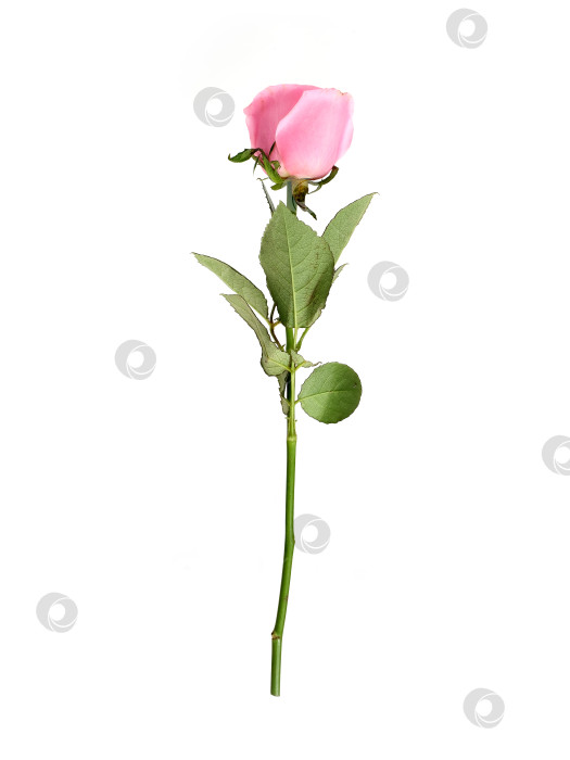 Скачать Нежно-розовый цветок розы, выделенный на белом фоне, вырез готов фотосток Ozero