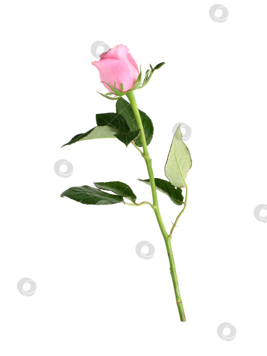 Скачать Нежно-розовый цветок розы, выделенный на белом фоне, вырез готов фотосток Ozero