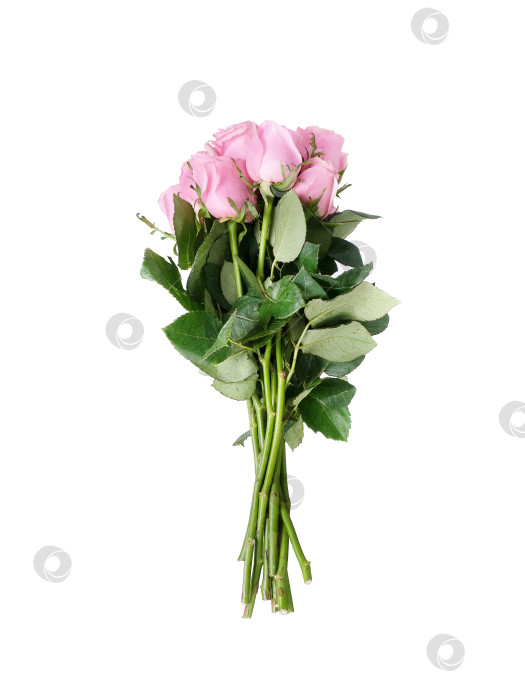 Скачать Роскошный букет из нежно-розовых роз, выделяющихся на белом фоне, готов к оформлению фотосток Ozero