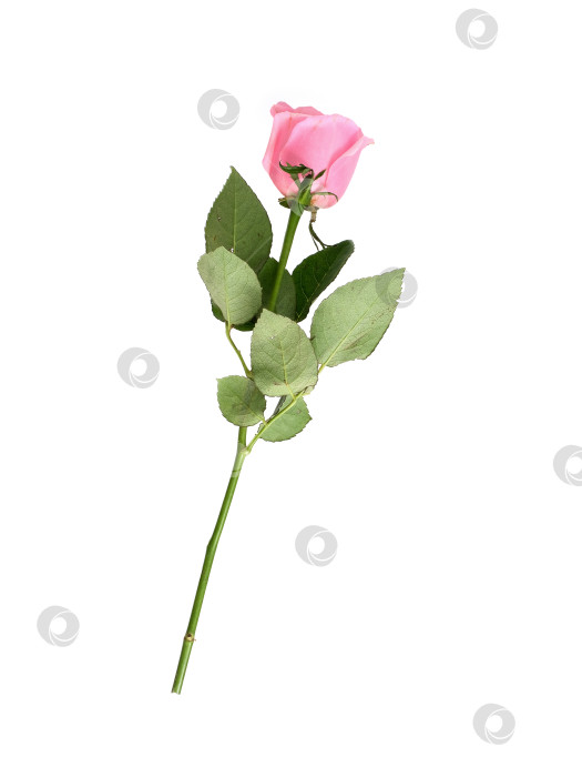 Скачать Нежно-розовый цветок розы, выделенный на белом фоне, вырез готов фотосток Ozero