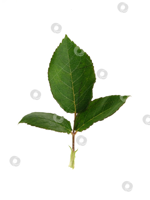 Скачать Веточка розы из свежих зеленых листьев, выделенная на белом фоне, вырез готов фотосток Ozero