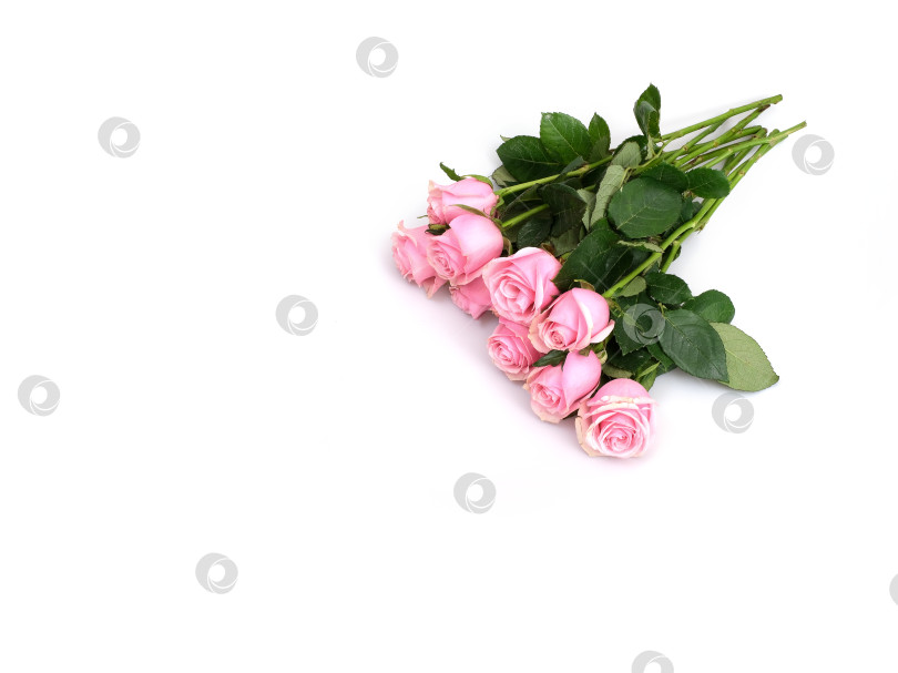 Скачать Роскошный букет из нежно-розовых роз, выделенных на белом фоне, готов к оформлению фотосток Ozero