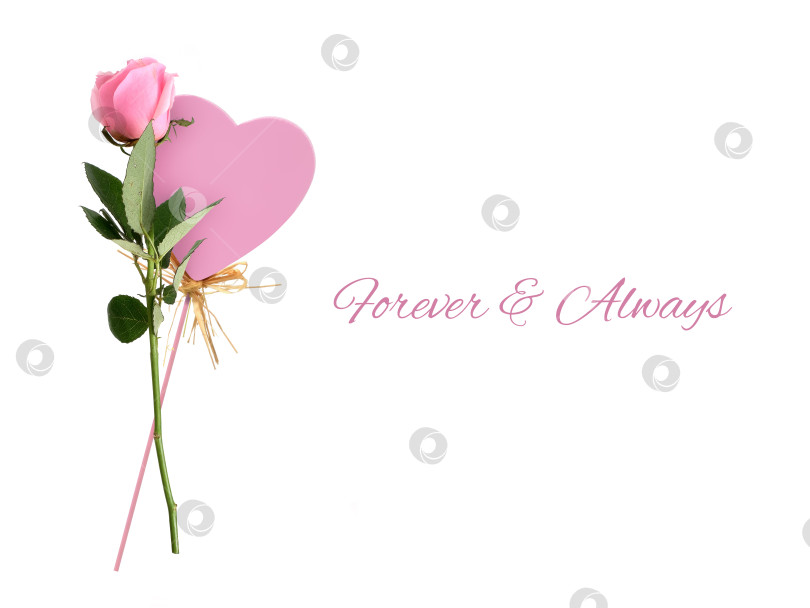 Скачать Розовая роза с декоративным сердечком на белом фоне, вырез готов. Романтический натюрморт с пробелом для текста фотосток Ozero