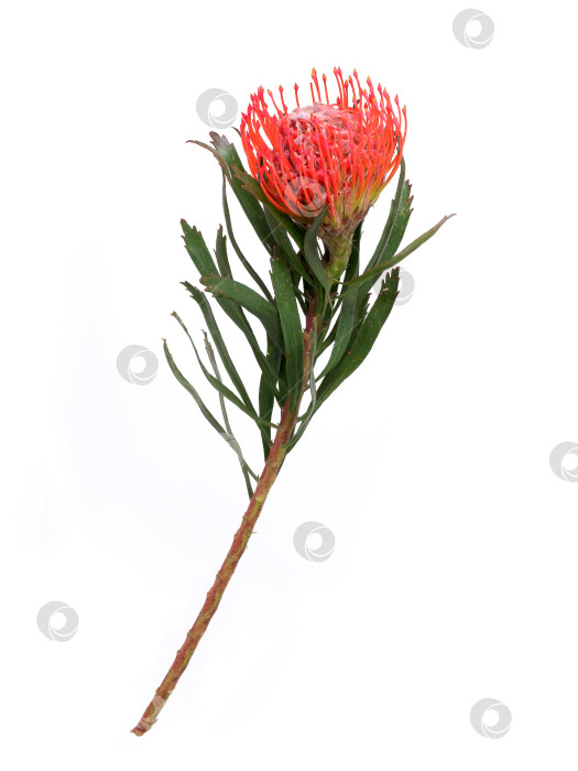 Скачать Цветок лейкоспермума (подушечки для булавок), выделенный на белом фоне, готов к вырезанию фотосток Ozero