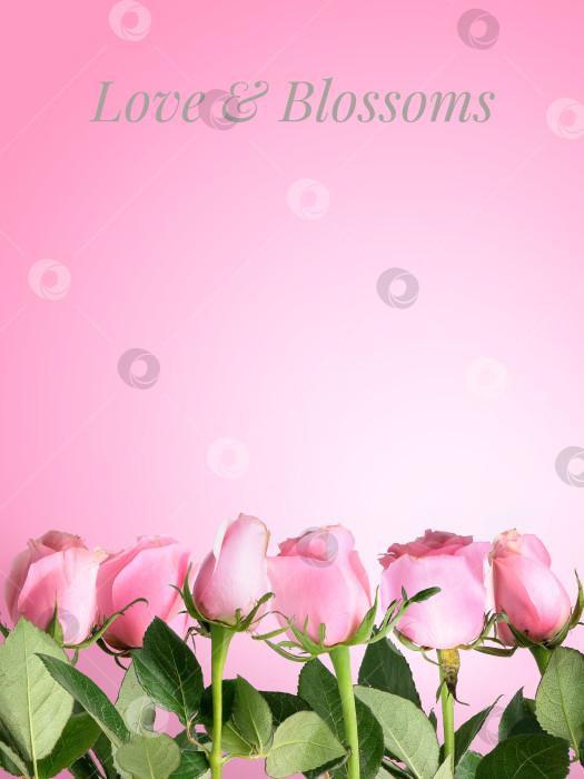 Скачать Нежно-розовый бутон розы, выделенный на белом фоне, готов к вырезанию фотосток Ozero