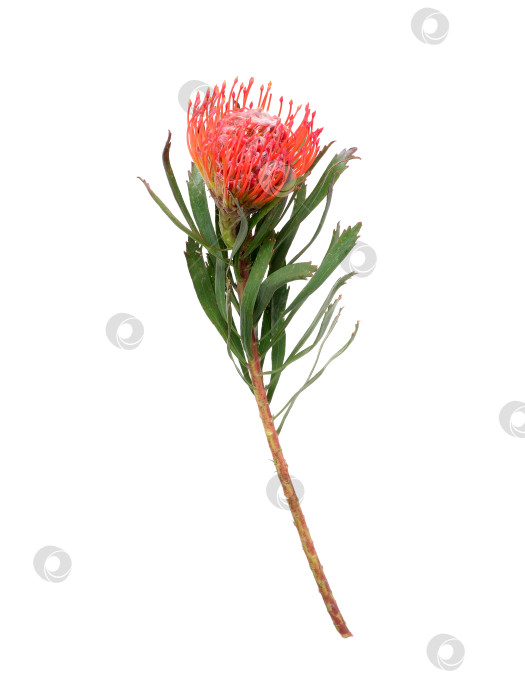 Скачать Цветок лейкоспермума (подушечки для булавок), выделенный на белом фоне, готов к вырезанию фотосток Ozero