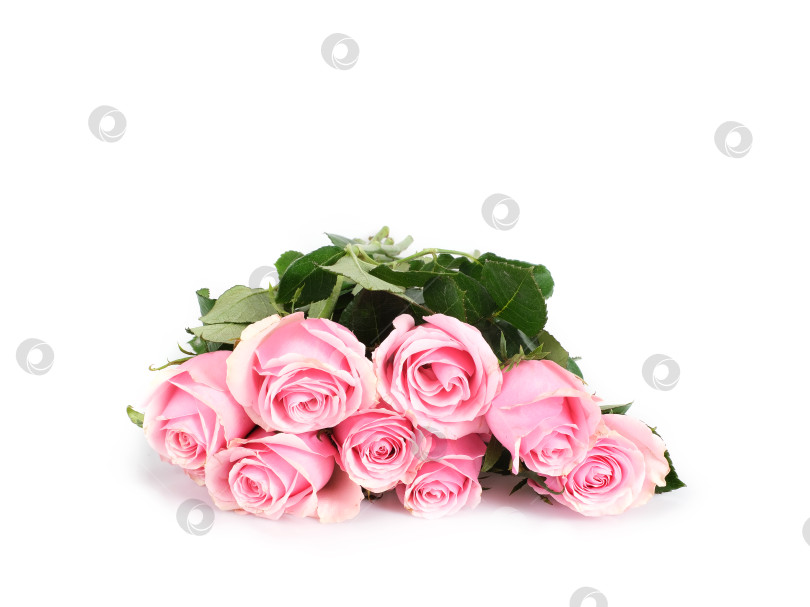 Скачать Роскошный букет из нежно-розовых роз, выделенных на белом фоне, готов к оформлению фотосток Ozero