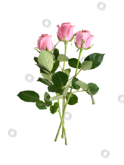 Скачать Роскошный букет из нежно-розовых роз, выделяющихся на белом фоне, готов к оформлению фотосток Ozero