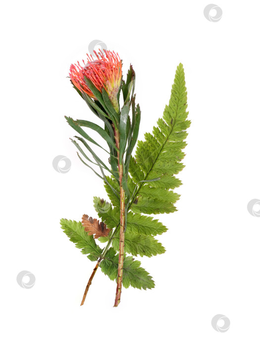 Скачать Протея и папоротник, экзотический ботанический дуэт, выделенный на белом фоне, готов к вырезанию. фотосток Ozero