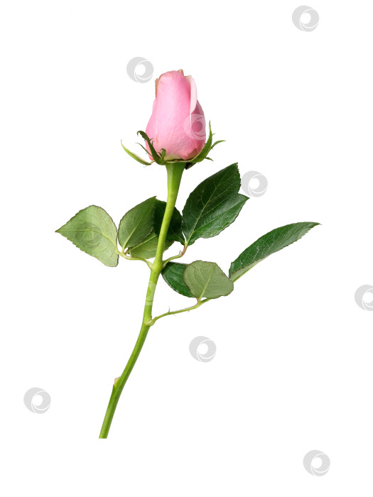 Скачать Нежно-розовый цветок розы, выделенный на белом фоне, вырез готов фотосток Ozero