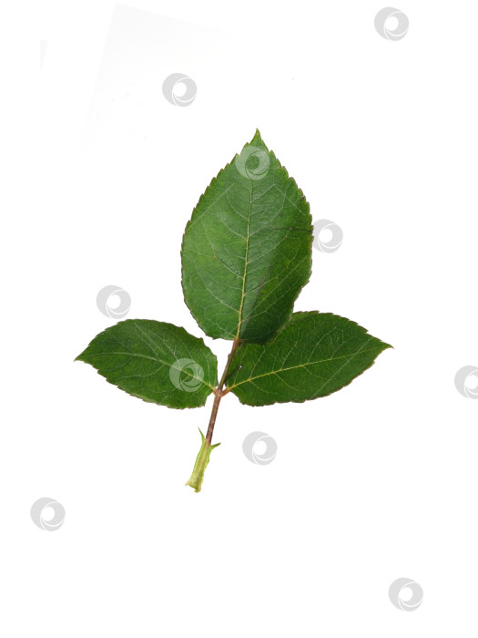 Скачать Веточка розы из свежих зеленых листьев, выделенная на белом фоне, вырез готов фотосток Ozero