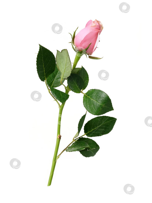 Скачать Нежно-розовый цветок розы, выделенный на белом фоне, вырез готов фотосток Ozero