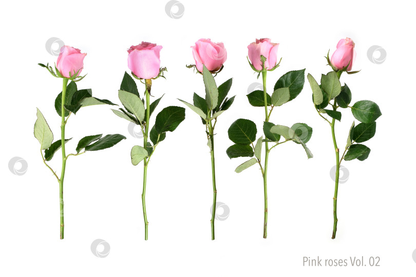 Скачать Роскошный букет из нежно-розовых роз, выделяющихся на белом фоне, готов к оформлению фотосток Ozero