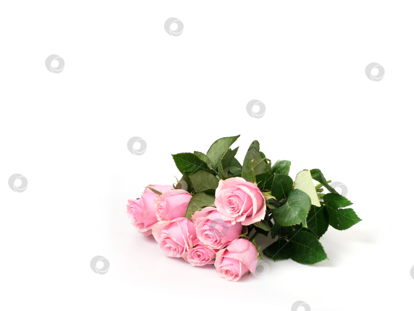 Скачать Роскошный букет из нежно-розовых роз, выделяющихся на белом фоне, готов к оформлению фотосток Ozero