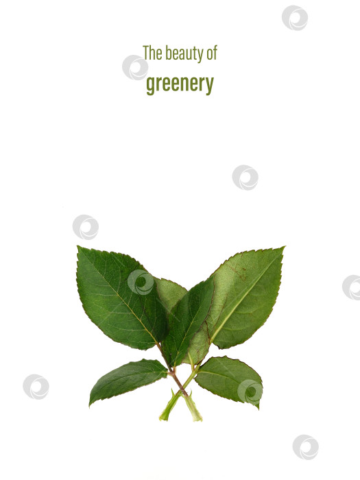 Скачать "Красота зелени". Ботанический плакат в стиле минимализма с изображением листьев розы на белом фоне, готовый к печати. фотосток Ozero