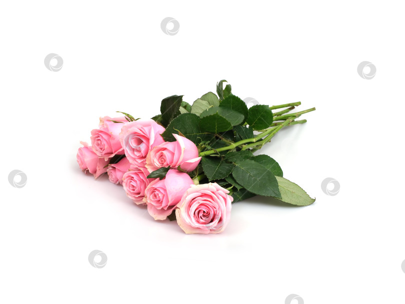 Скачать Роскошный букет из нежно-розовых роз, выделенных на белом фоне, готов к оформлению фотосток Ozero