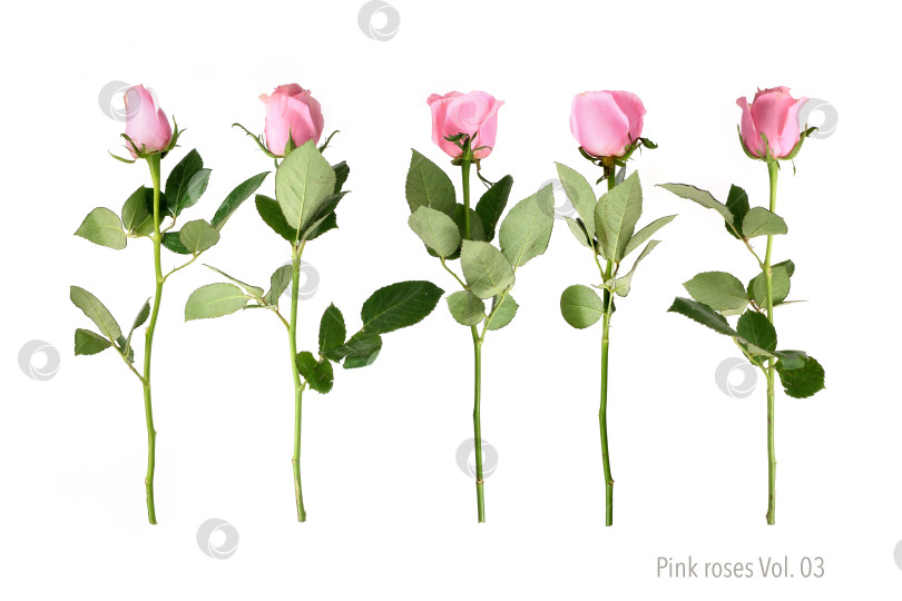 Скачать Роскошный букет из нежно-розовых роз, выделенных на белом фоне, готов к оформлению фотосток Ozero