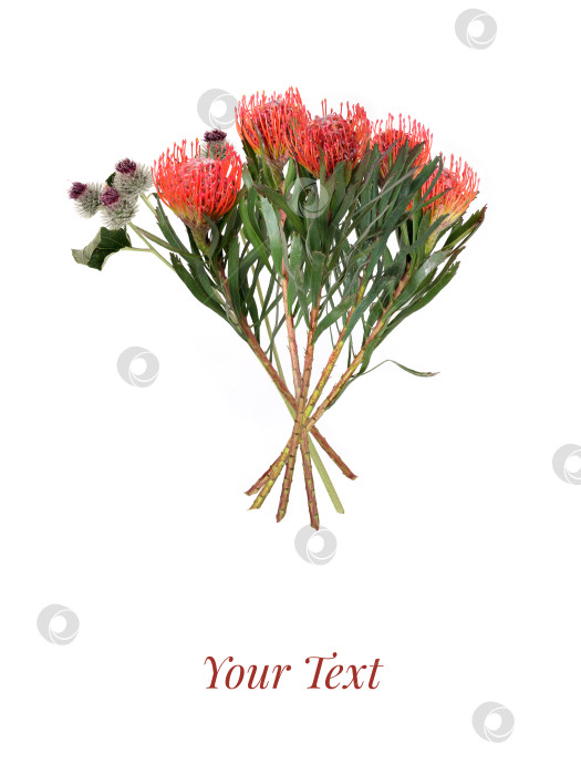 Скачать Яркий букет из протеи и чертополоха. Современная цветочная композиция на белом фоне, готовая к оформлению фотосток Ozero