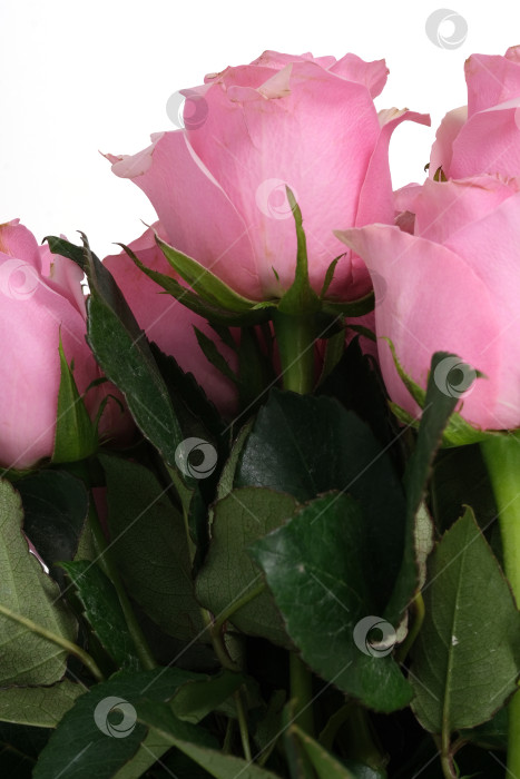 Скачать Пышные розовые розы. Фон с макро-цветочной текстурой и текстовым пространством фотосток Ozero