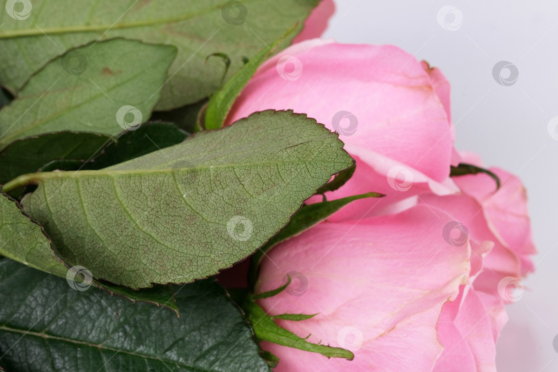 Скачать Пышные розовые розы. Фон с макро-цветочной текстурой и текстовым пространством фотосток Ozero