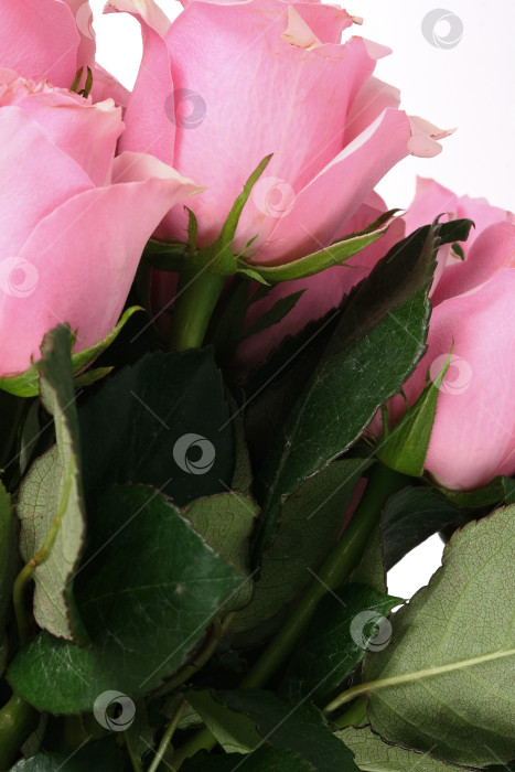 Скачать Пышные розовые розы. Фон с макро-цветочной текстурой и текстовым пространством фотосток Ozero