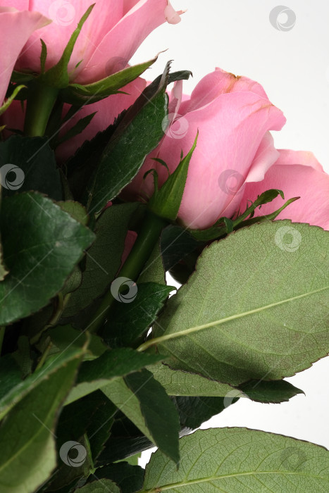 Скачать Пышные розовые розы. Фон с макро-цветочной текстурой и текстовым пространством фотосток Ozero