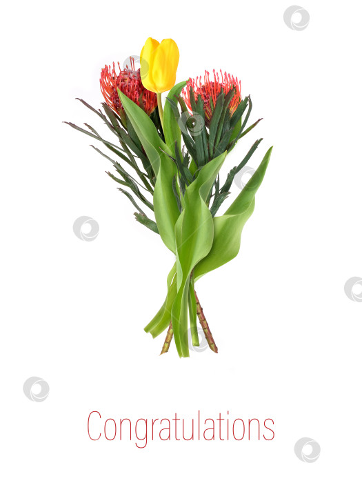 Скачать Поздравительный букет из желтых тюльпанов и красных цветов протеи, выделенных на белом фоне, вырез готов фотосток Ozero