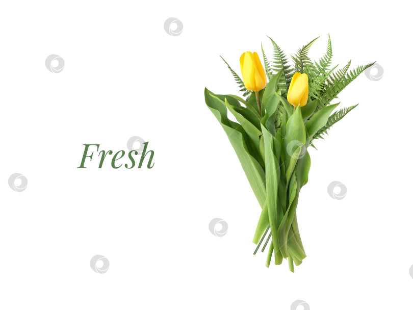 Скачать Одинокий ярко-желтый тюльпан с пышными зелеными листьями представлен отдельно на простом белом фоне фотосток Ozero