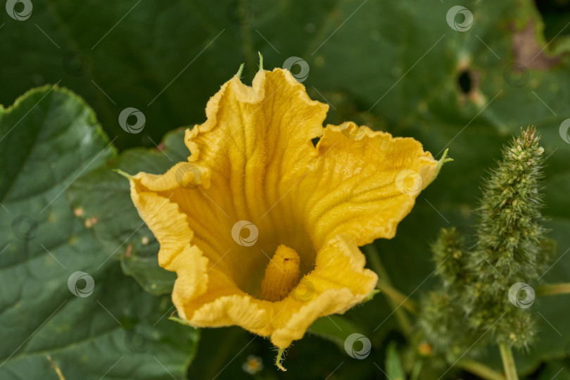 Скачать Цветок тыквы (лат. Cucurbita) крупным планом на клумбе в саду. фотосток Ozero