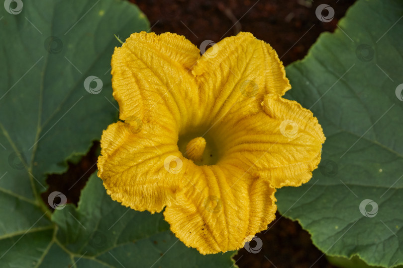 Скачать Цветок тыквы (лат. Cucurbita) крупным планом на клумбе в саду. фотосток Ozero