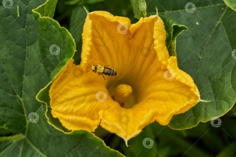 Скачать Цветок тыквы (лат. Cucurbita) крупным планом на клумбе в саду. фотосток Ozero