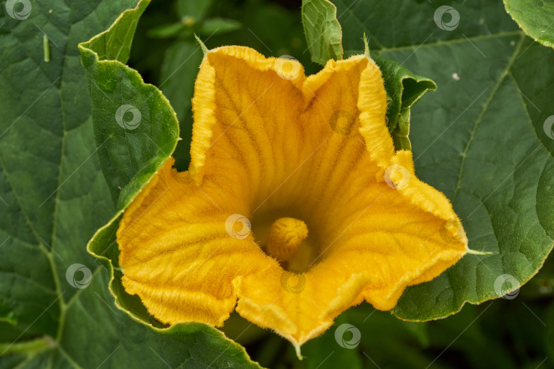 Скачать Цветок тыквы (лат. Cucurbita) крупным планом на клумбе в саду. фотосток Ozero