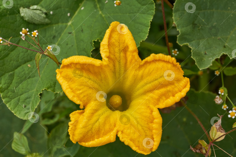 Скачать Цветок тыквы (лат. Cucurbita) крупным планом на клумбе в саду. фотосток Ozero