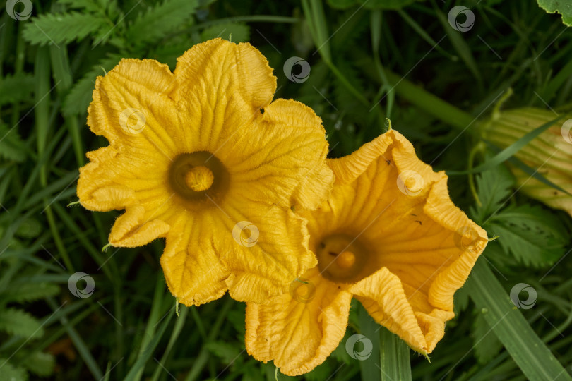 Скачать Цветок тыквы (лат. Cucurbita) крупным планом на клумбе в саду. фотосток Ozero