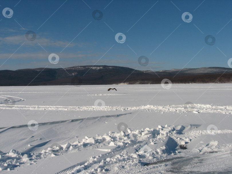 Скачать Летящий орел фотосток Ozero