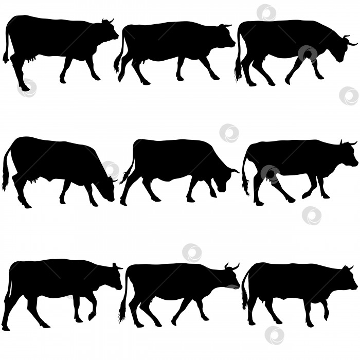 Скачать Коллекция "черные силуэты коровы". Векторная иллюстрация. фотосток Ozero