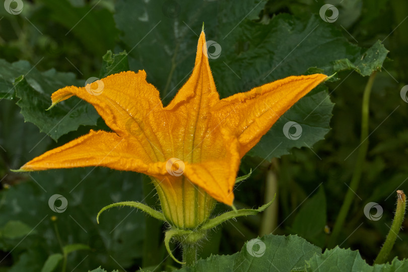 Скачать Цветок цуккини (лат. Cucurbita pepo var. giraumonas) крупным планом на грядке в саду. фотосток Ozero