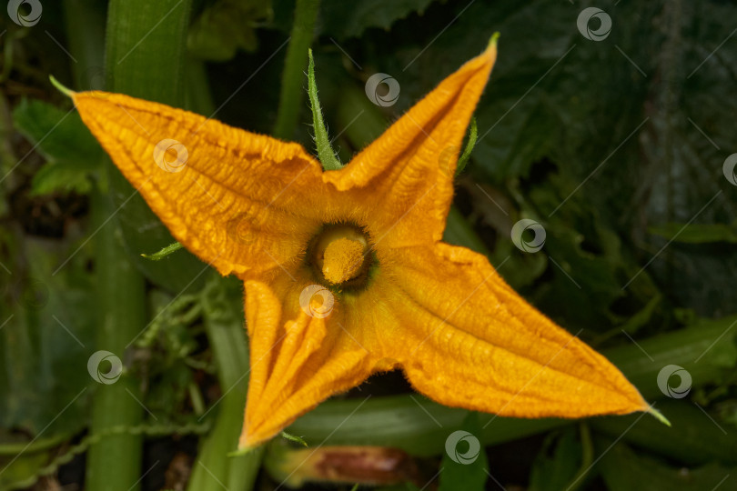 Скачать Цветок цуккини (лат. Cucurbita pepo var. giraumonas) крупным планом на грядке в саду. фотосток Ozero