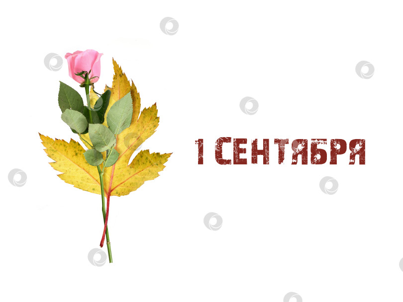 Скачать Нежно-розовый цветок розы, выделенный на белом фоне, вырез готов фотосток Ozero