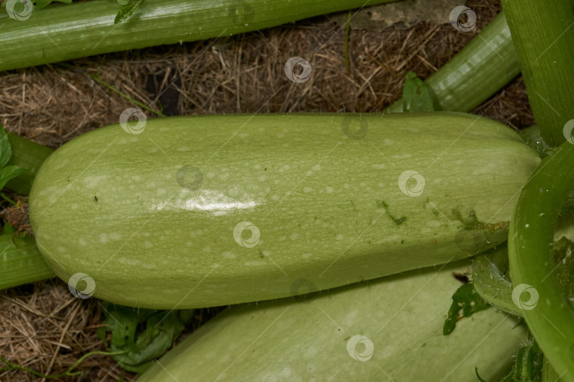 Скачать Цуккини (лат. Cucurbita pepo вар. giraumonas) крупным планом на грядке в саду. фотосток Ozero