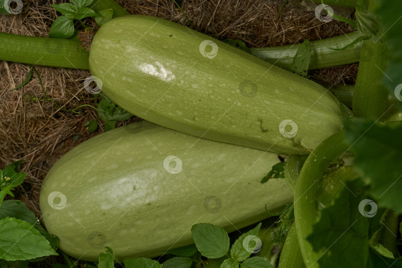 Скачать Цуккини (лат. Cucurbita pepo вар. giraumonas) крупным планом на грядке в саду. фотосток Ozero