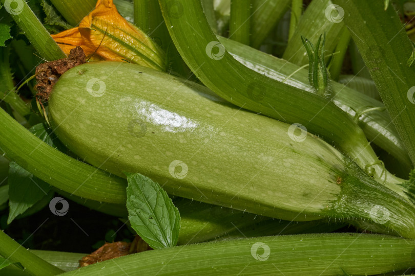Скачать Цуккини (лат. Cucurbita pepo вар. giraumonas) крупным планом на грядке в саду. фотосток Ozero